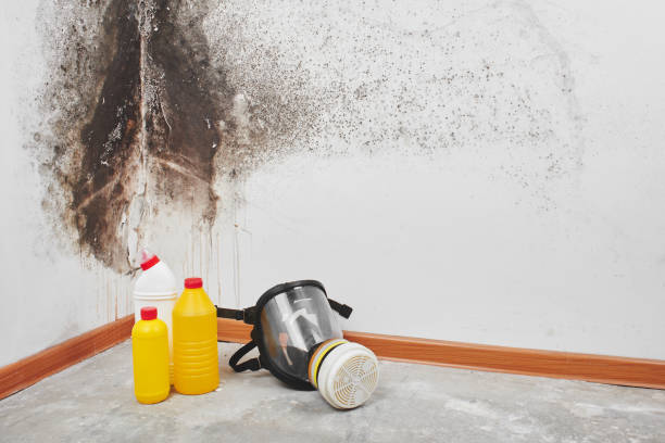 Best Local Mold Removal Service  in Coon Rapids, MN