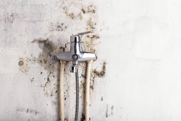 Best Commercial Mold Removal  in Coon Rapids, MN