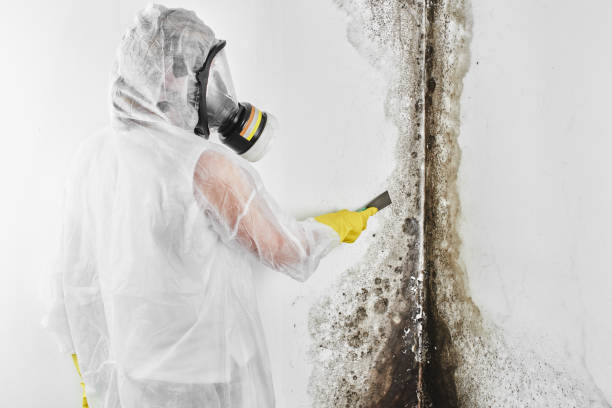 Best Mold Removal Near Me  in Coon Rapids, MN