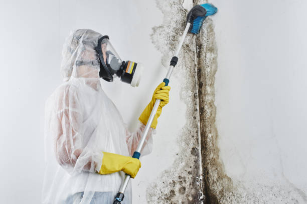 Crawl Space Mold Removal in Coon Rapids, MN