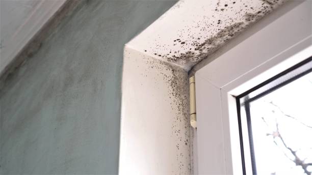 Best Home Mold Removal  in Coon Rapids, MN