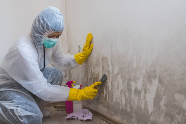 Best Certified Mold Removal  in Coon Rapids, MN
