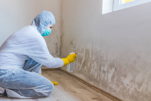Certified Mold Removal in Coon Rapids, MN