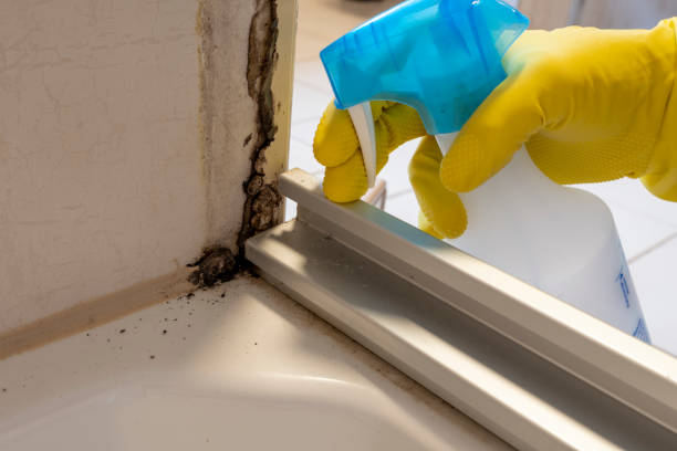 Best Attic Mold Removal  in Coon Rapids, MN