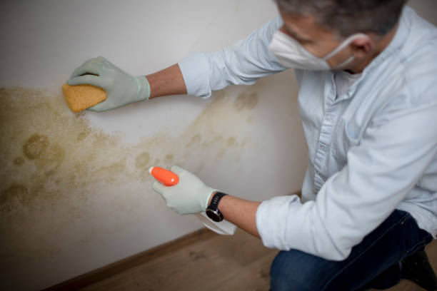 Best Crawl Space Mold Removal  in Coon Rapids, MN