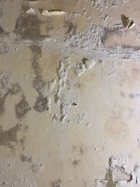 Trusted Coon Rapids, MN Mold Removal Experts