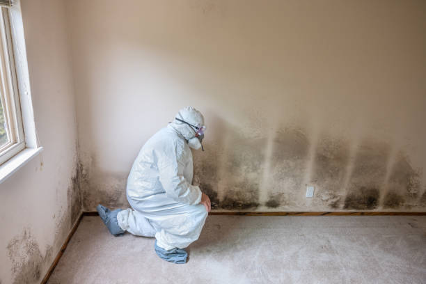 Attic Mold Removal in Coon Rapids, MN