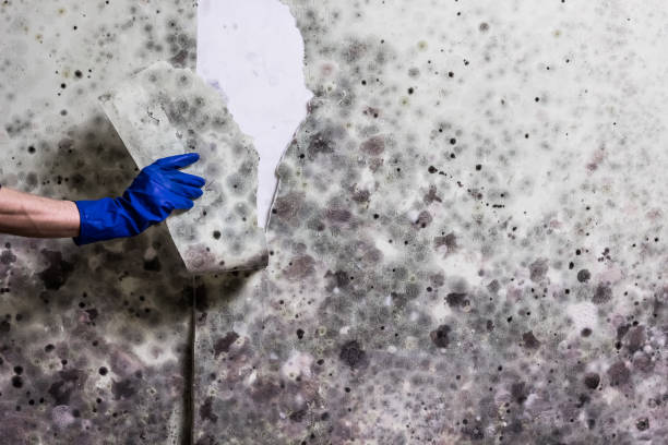 Best Mold Testing and Removal  in Coon Rapids, MN