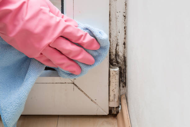 Best Residential Mold Removal  in Coon Rapids, MN